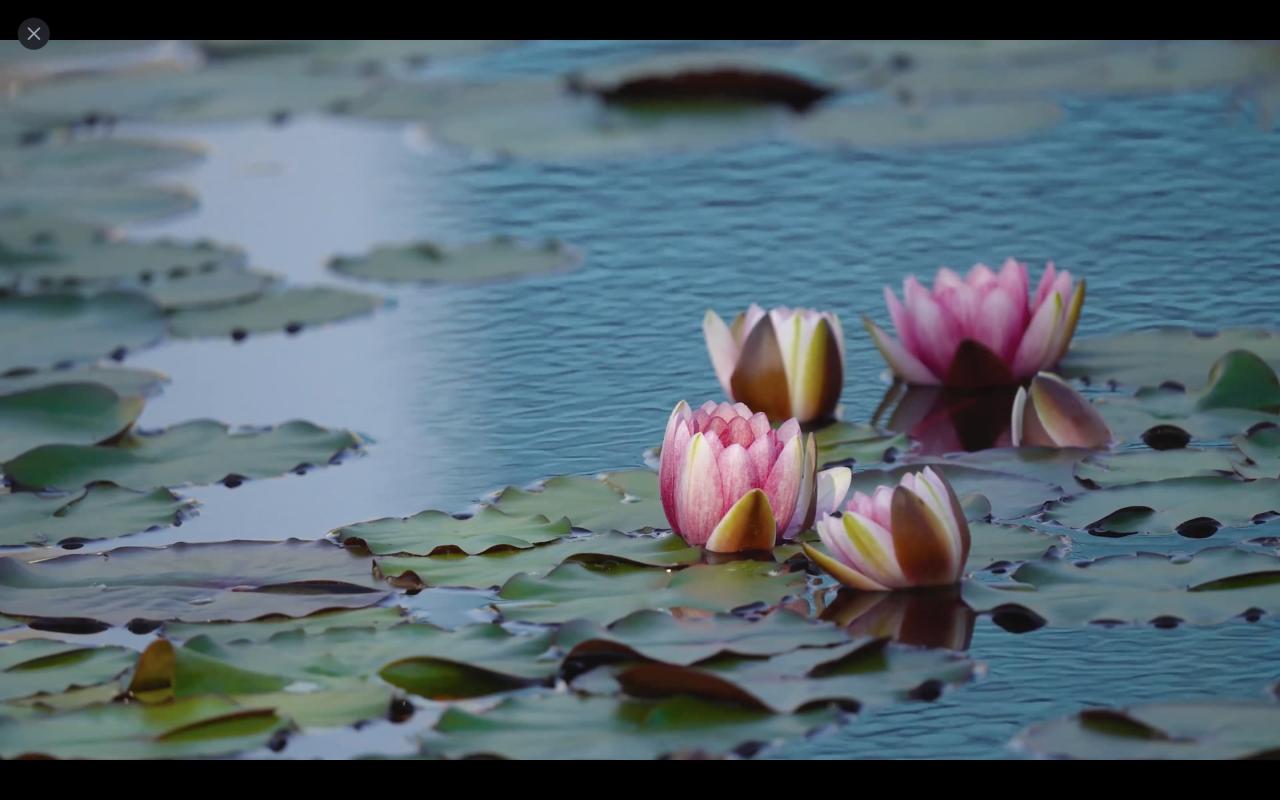 Video de iPhone reproducido en Mac a través de AirPlay