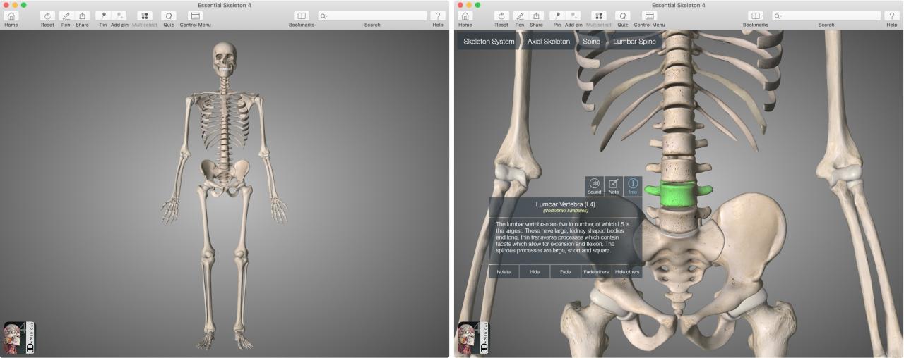 Aplicación Essential Skeleton 4 para Mac